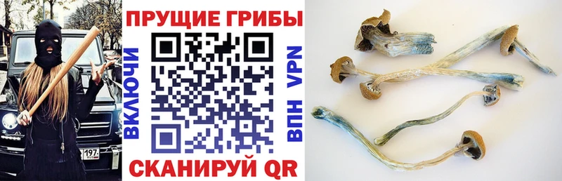 Купить закладки  Дигора  Галлюциногенные грибы прущие грибы 
